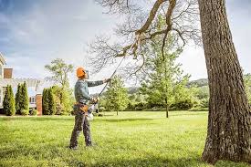 Best Tree Maintenance Programs  in Lone Jack, MO