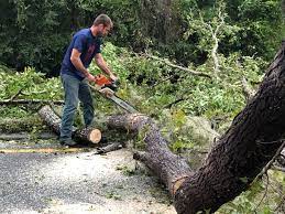 Best Root Management and Removal  in Lone Jack, MO