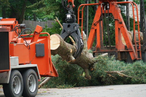 Best Palm Tree Trimming  in Lone Jack, MO