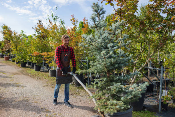 Best Tree Cabling and Bracing  in Lone Jack, MO